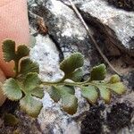 Asplenium ruta-muraria Blad