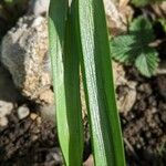 Ornithogalum balansae Leaf