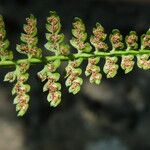 Asplenium fontanum Folio