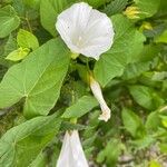 Calystegia sepiumFleur