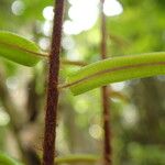 Lomariopsis hederacea 葉