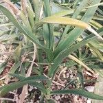 Dracaena arborescens