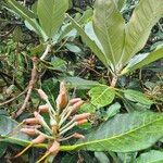 Rhododendron sinogrande Frukt