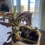 Kalanchoe tomentosa Folha