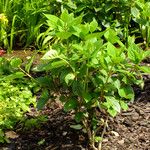 Hydrangea paniculata आदत