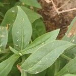 Nicotiana alata ഇല