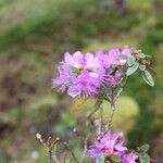 Rhododendron nivale Flower