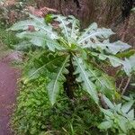 Sonchus congestus Frunză