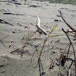 Phragmites karka ശീലം