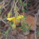 Fumana viridis Flower