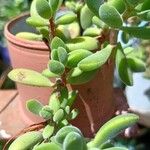 Crassula lanuginosaLeaf