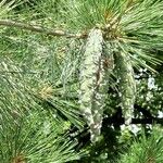 Pinus strobus Fruto