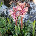 Orobanche alba Blüte