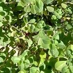 Coleus caninus Leaf