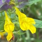 Melampyrum nemorosum 花