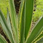 Furcraea selloana Levél