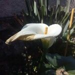 Zantedeschia aethiopica Flor