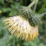 Cirsium erisithales Blomma