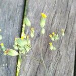 Crepis pulchra Flower