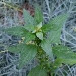 Acalypha virginica Blatt