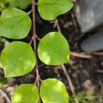 Syringa pubescens Fuelha