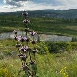 Phlomoides tuberosaFlor