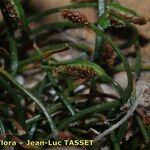 Asplenium seelosii Otro