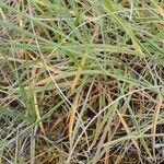 Armeria canescens Libunga