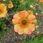 Geum coccineum Kvet