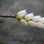 Bolusiella zenkeri Flower