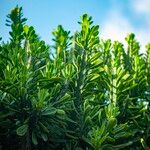 Euphorbia neriifolia Hoja