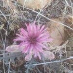 Lactuca tuberosa 其他