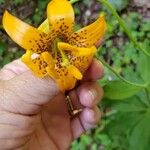 Lilium columbianum Λουλούδι