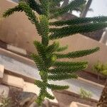 Araucaria heterophylla葉