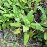 Salvia spathacea List
