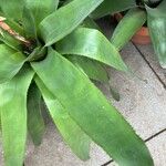 Aechmea fendleri List