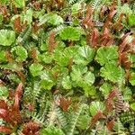 Gunnera magellanica Leaf