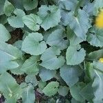 Doronicum columnae Hoja