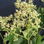 Miconia minutiflora Прочее