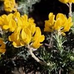 Adenocarpus decorticans Blomma