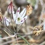 Allium moschatum Kvet