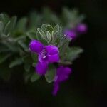 Leucophyllum frutescens Flower