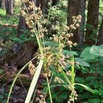 Scirpus atrovirensFruit