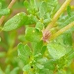 Frankenia pulverulenta Fruto