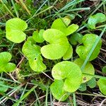 Viola palustris Blad