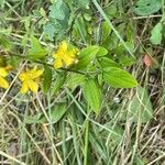 Hypericum hirsutum Fuelha