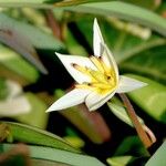 Tulipa turkestanica Flor