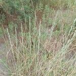 Thinopyrum junceum Ліст