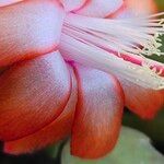 Schlumbergera truncata花