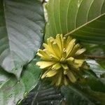 Camptotheca acuminata Frucht
